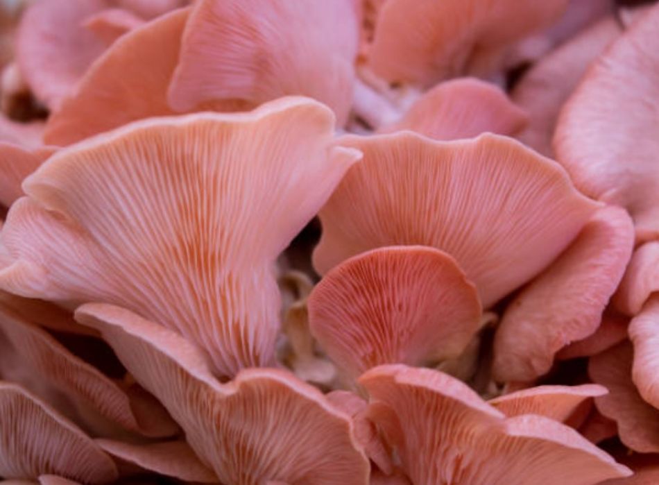Pleurotus Djamor: Die rosa Perlen von NaturNext